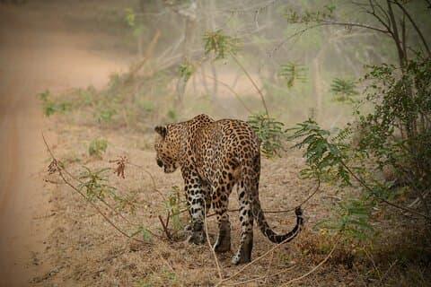 Private mehrtägige Sri Lanka Tour mit Chauffeur