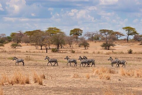 3 Dagen safari van Dar ES Salaam naar Mikumi National Park (Privé)