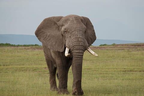 Nairobi: Day Trip to Amboseli National Park + Maasai Village