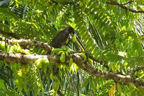 Praslin Private Tours Vallee de Mai Praslin Museum Anse Lazio