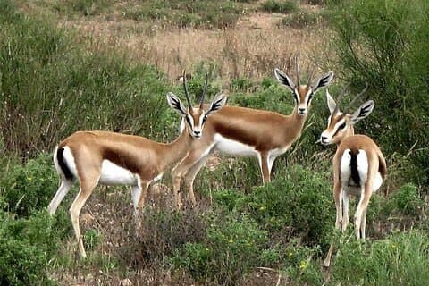 Visite The National Parc of Souss Massa