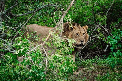 Private Day Trip to Akagera National Park