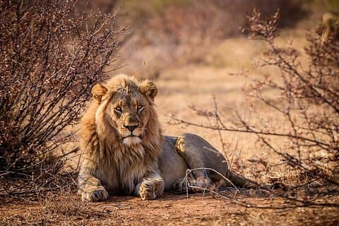 Tsavo East National Park Day Tour From Mombasa With Lunch