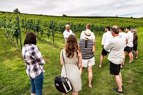 Viñedo Tour