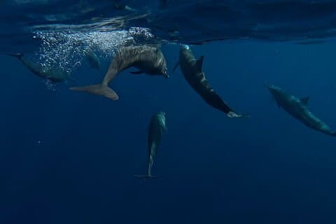 Private Dolphin and Turtle Tour Season