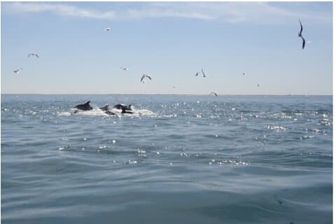 Private Dolphin Tours in St. Augustine, Florida