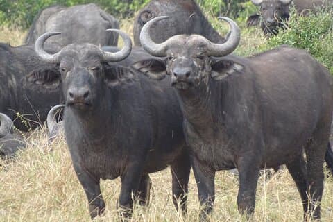 3 dage og 2 nætter Maasai Mara Safari Tour
