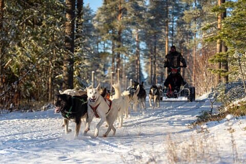 Husky winkelwagen Ride Adventure