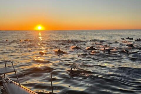 Cape Town Sunset 90 minutter med Escape Cat
