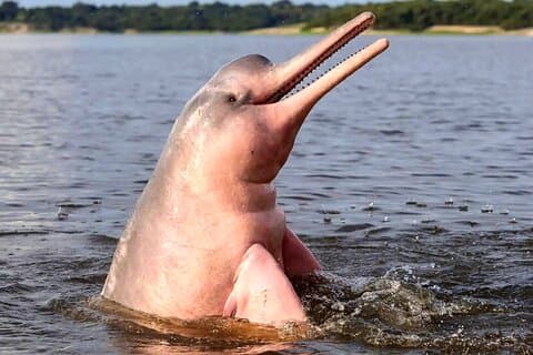 Avventura sul Rio delle Amazzoni nella Riserva di Pacaya Samiria 3 giorni