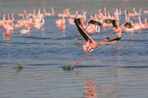Birds & Beyond: tour di un giorno da Chennai a Pulicat Bird Sanctuary