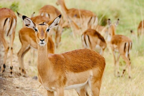 Gazellesafari, vogels kijken en dorpslunch Shirvan Eco-Tour