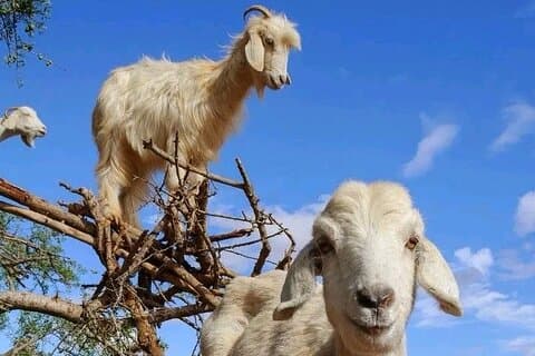 Crocoparc and Goat Climbing the Tree Agadir