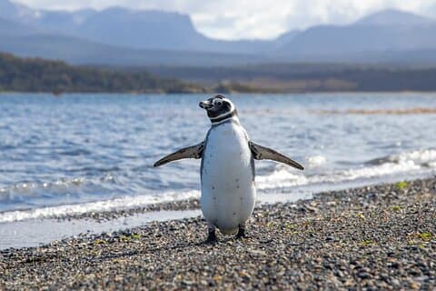 Penguin Discovery on Martillo Island in the Beagle Channel
