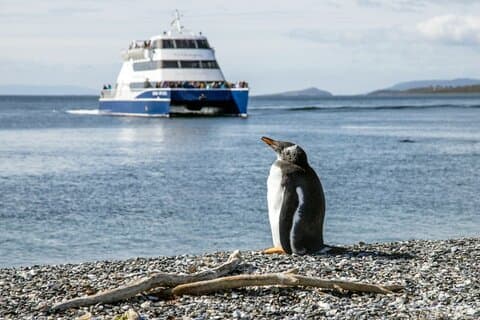 Upptäck pingviner på Martillo Island i Beagle Channel och mer