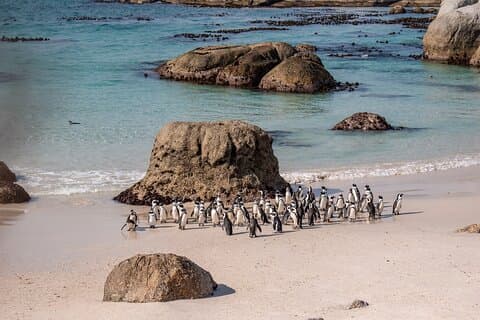 Excursión de un día al Cabo de Buena Esperanza y los Pingüinos de Rocas desde Ciudad del Cabo