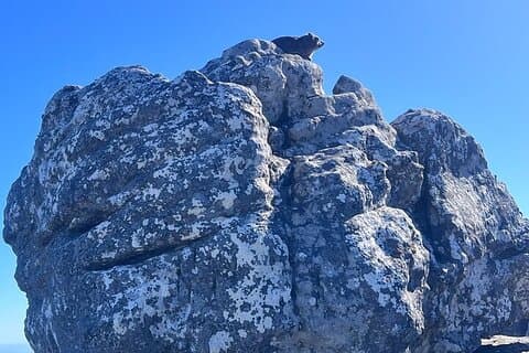Table Mountain Half-Day Tour – Cable Car Ticket & Transfers