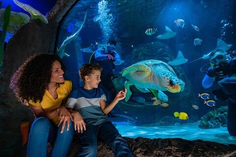 SEA LIFE Orlando akvarium adgangskort til ICON Park