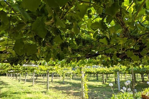 Tour privato di un giorno in Galizia con vino e visite turistiche