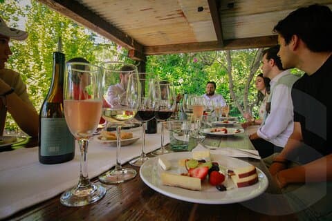 Excursão privada para testes de vinhedos e vinhos saindo de Guanajuato