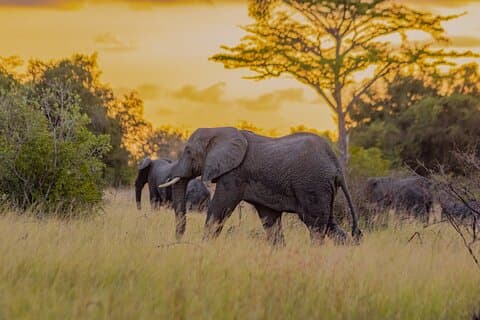 Tanzania Safari, Pangani Beach en Usambara Wandeltour