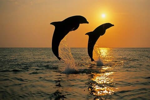 Brijuni Dolphin and Sunset Boat Tour from Pula