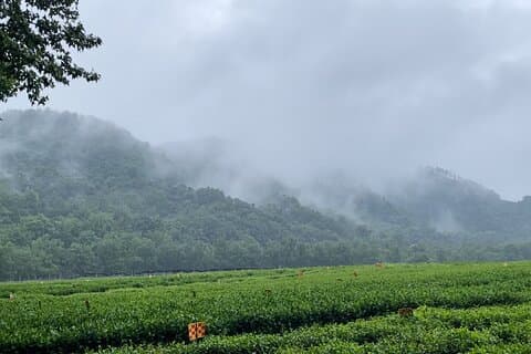 Hangzhou te kultur tur