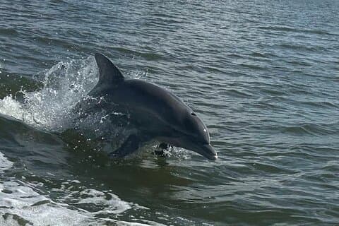 Private Dolphin Sightseeing Excursion