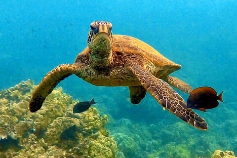 Descubre la magia de la ciudad de las tortugas de Coral Garden - Maalaea Harbor