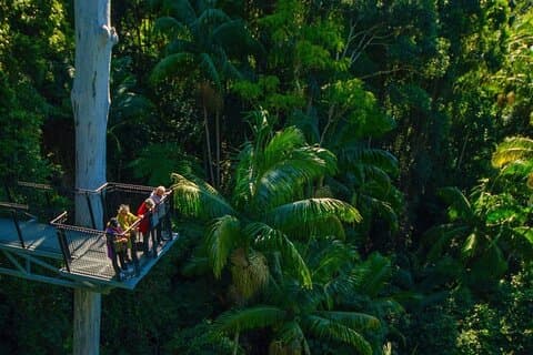 Tamborine Rainforest Skywalk + Hop on Hop off Bus from Gold Coast