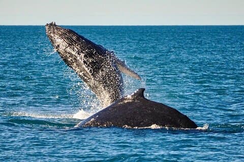 Broome Morning Whale Watching Cruise