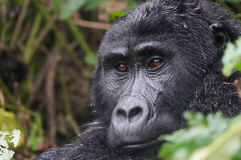 Excursão de 11 dias de Uganda Safari Gorilla Trekking e Parques Nacionais
