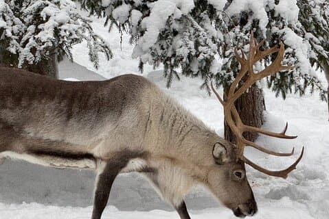 Entrada al Parque de Vida Silvestre Ranua Arctic con Transporte
