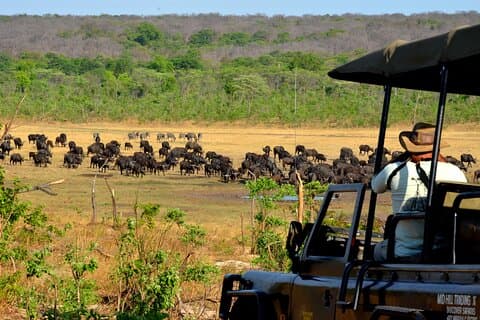 Zambezi National Park Game Drive Ongerepte wildernis & wilde dieren