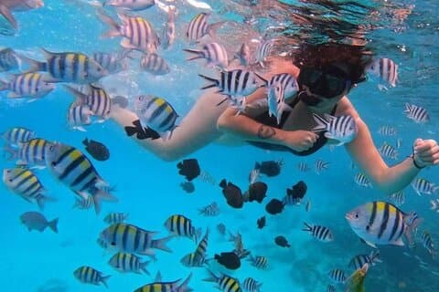 Mnemba Island Snorkeling Adventure with Dolphins & Coral Reefs