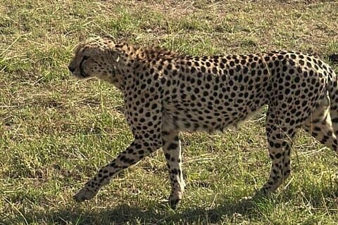 アンボセリ国立公園3日間プライベートサファリアドベンチャー