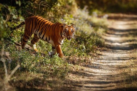 Wildlife Safari på Bandipur/Nagarhole + Mysore Palace + Somanathapura