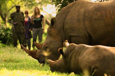 Esperienza di 7 ore nel Santuario di Ziwa Rhino