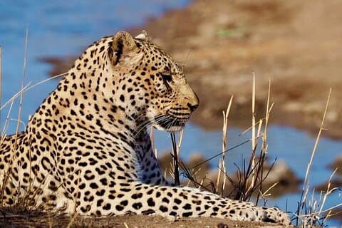 Safari Game Drive in Private Reserve out of Hoedspruit