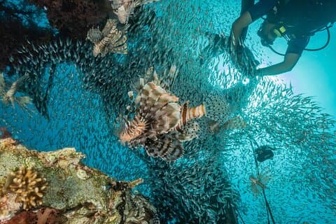 Semporna: Sipadan World-Class Dives Permit with 3 Dives