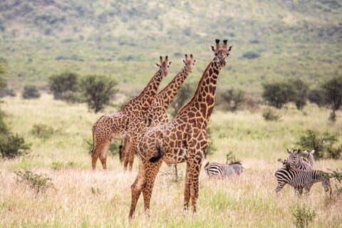Safari de día completo 4 por 4 desde Zanzíbar hasta el Parque Nacional Mikumi