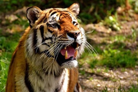 Tour de 4 días por el tigre de Ranthambore desde Delhi, Jaipur, Agra con hotel de 5 estrellas
