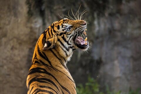 3-dagers Ranthambhore Tiger Tour fra Jaipur til Taj Mahal Agra som slutter i Delhi