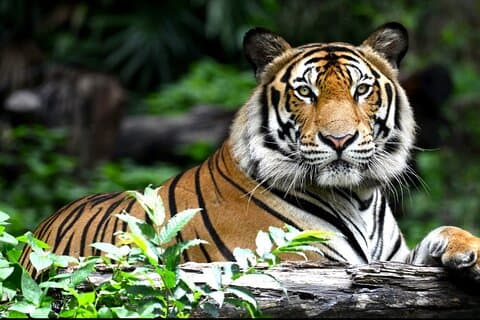 Private 2-tägige Tour zur Ranthambhore Tiger Safari von Jaipur