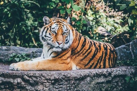 Excursão Privada de Safári de 4 Dias Ranthambhore a Agra e Jaipur de Delhi