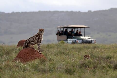 Amakhala Game Reserve Half Day Big 5 Safari Abenteuer