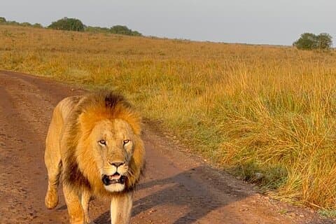 2 Days 1 Night Nakuru National Park Through Naivasha