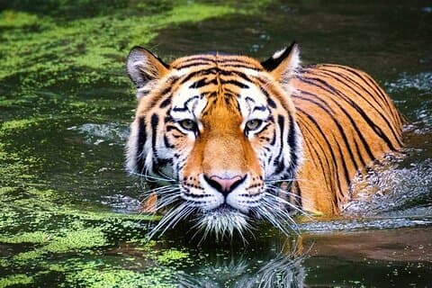 12 jours aventureux Rajasthan Wildlife & Taj Mahal coucher de soleil