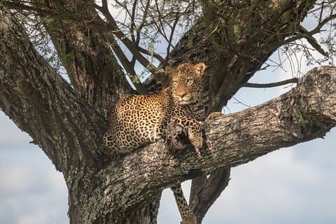 3-dages Serengeti og Ngorongoro krater Wildlife Safari