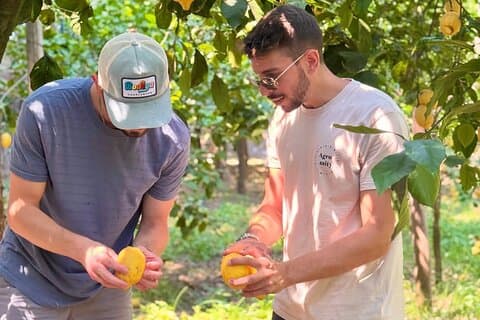 Sorrento citronplockningstur och Limoncelloprovning